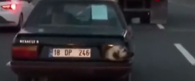 Stop lambası yerine köpek kafasını görenler hayrete düştü
