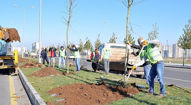 Diyarbakır'da 220 günde 5 bin ağaç dikildi