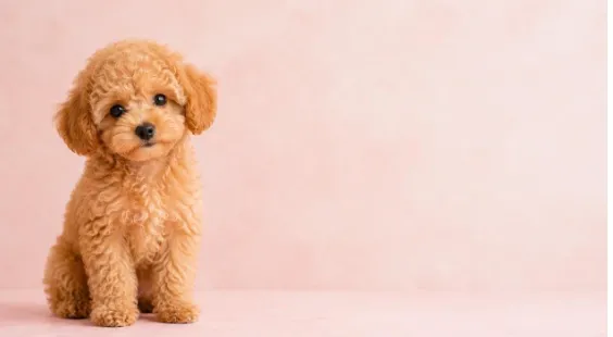 Toy Poodle Yavru Fiyatları